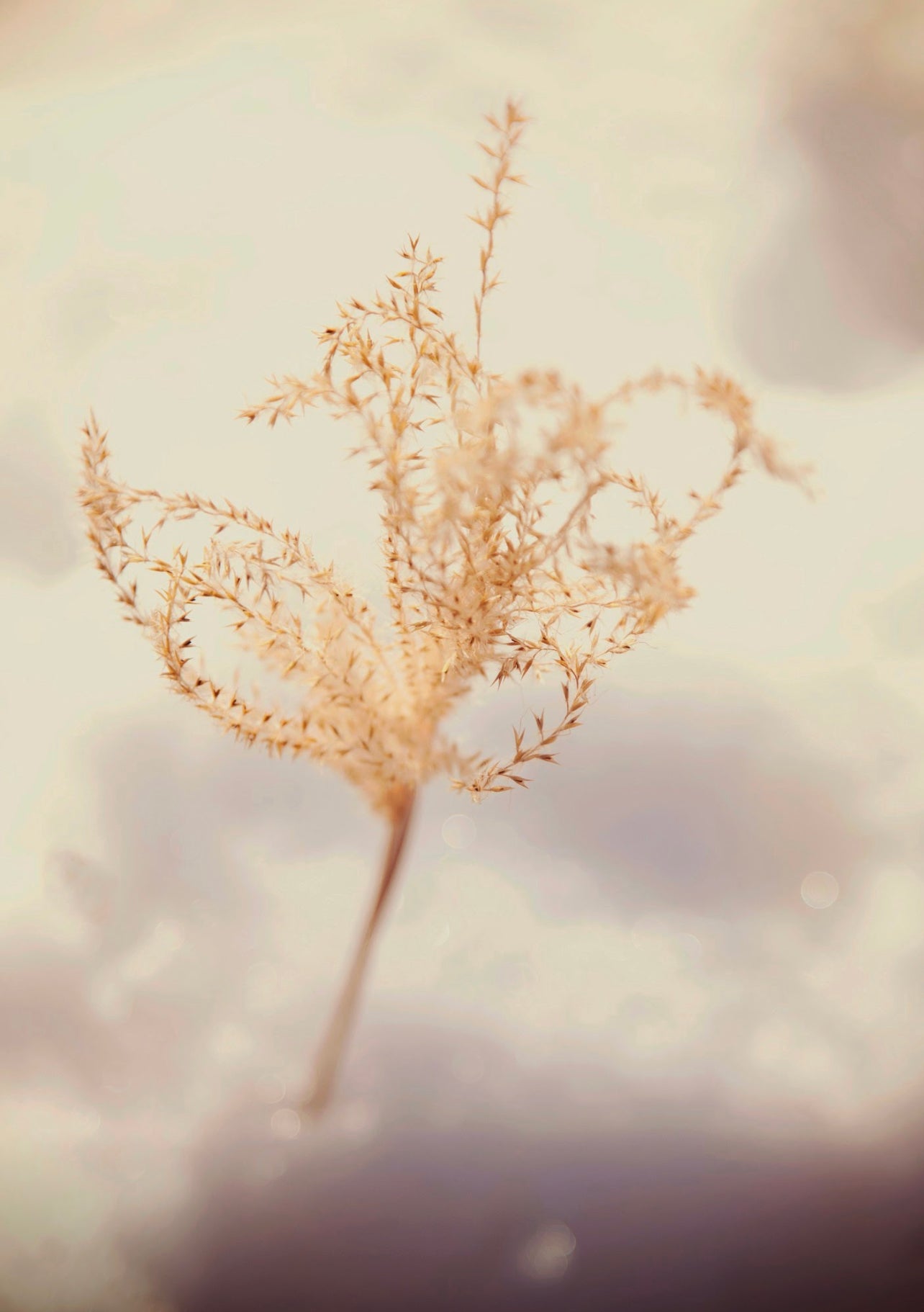 Holding Space for Grief and Hope: A Guided Meditation for Pregnancy Loss